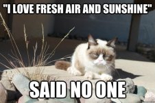 cat fresh air